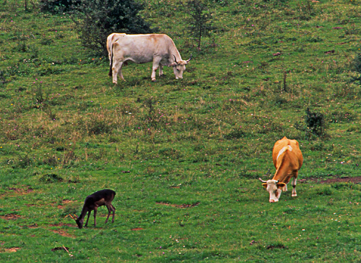 PASSIONE PER IL CERVO
